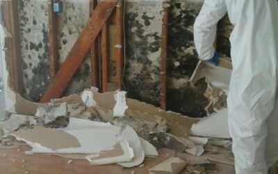 Black Mold Removal: Steps for Safe and Effective Removal