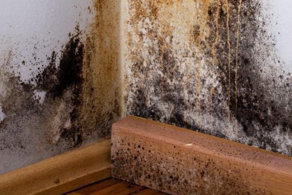 Mold Removal Royse City