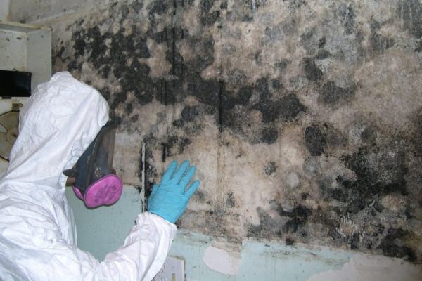Mold removal services Wylie TX