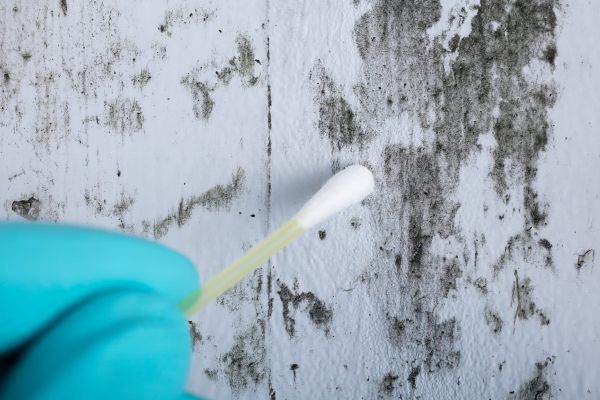 Mold removal heath tx