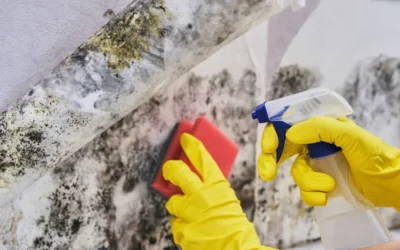 Mold Removal vs. Mold Remediation: What’s the Real Difference?