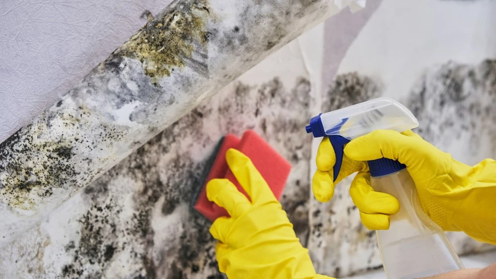 Mold Removal vs. Mold Remediation What's the Real Difference
