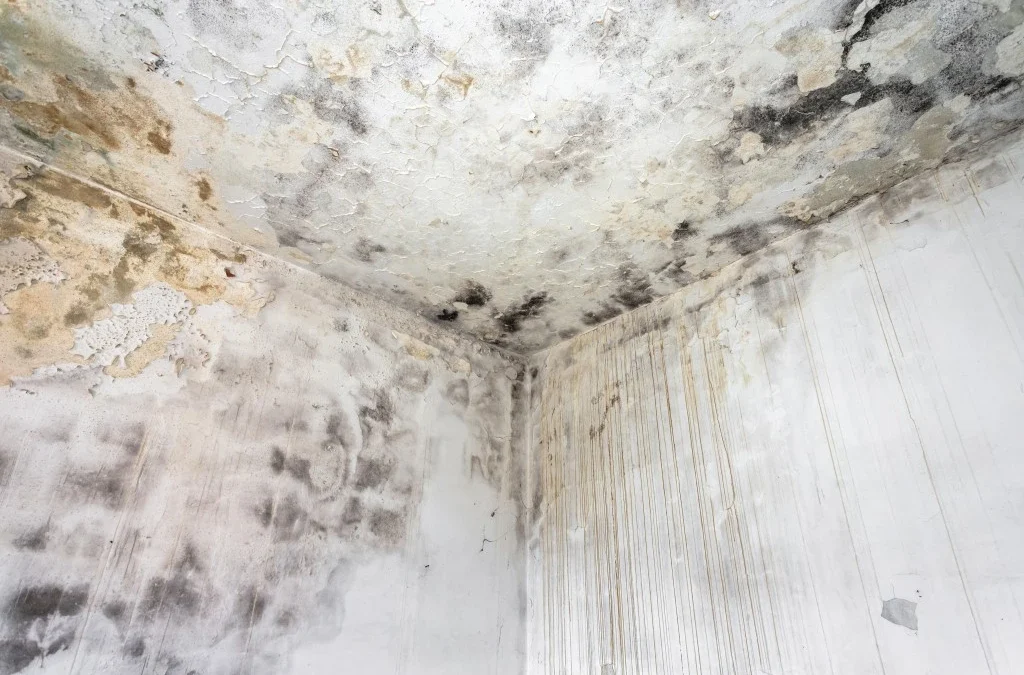 Can Mold Make You Sick? The Symptoms Every Family Should Know