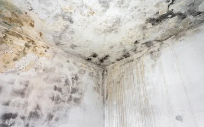 Can Mold Make You Sick? The Symptoms Every Family Should Know